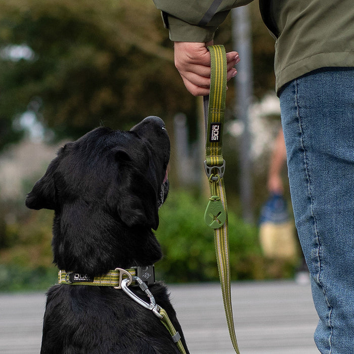 DOG Copenhagen 丹麥犬