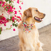花園派對蝴蝶結 Garden Party Lady Dog Bow