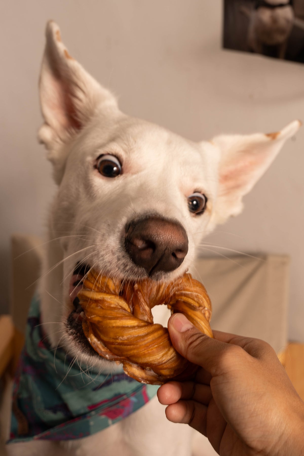 耐咬厚燒系列｜鹿皮圈犬燒