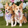 壓花三色菫蝴蝶結 Pressed Pansies Spring Lady Dog Bow