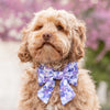 壓花三色菫蝴蝶結 Pressed Pansies Spring Lady Dog Bow