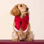 聖誕老人蝴蝶結 Santa Paws